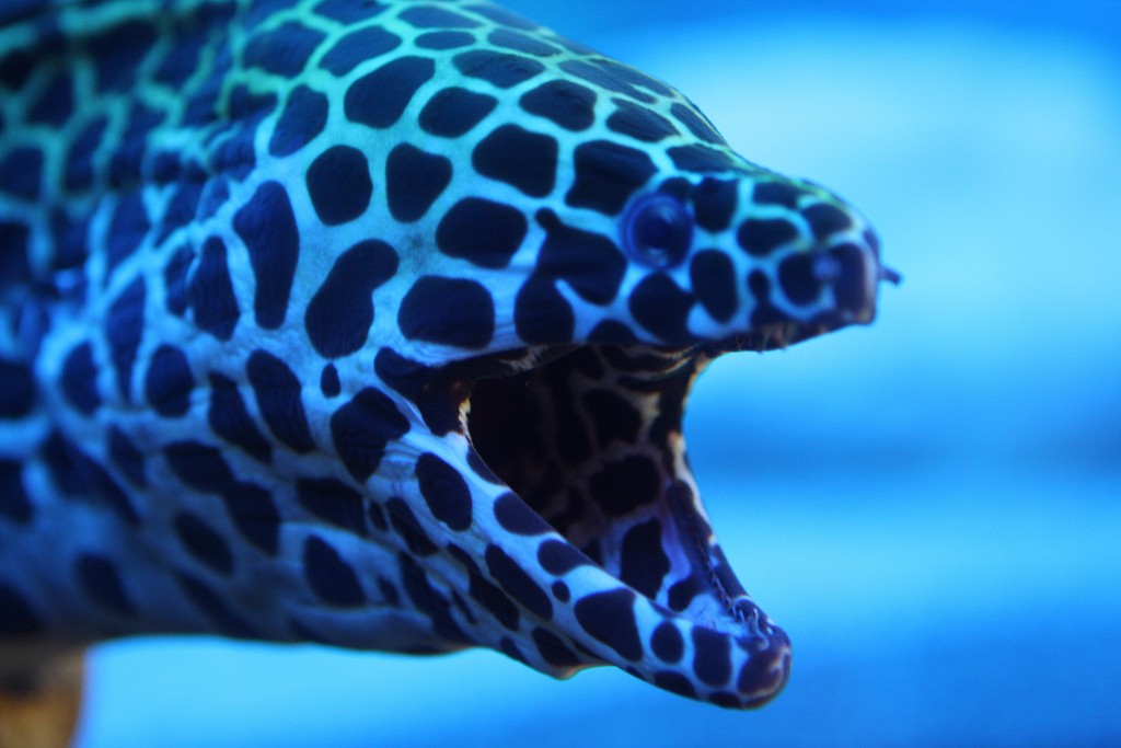 Фото сочинского океанариума