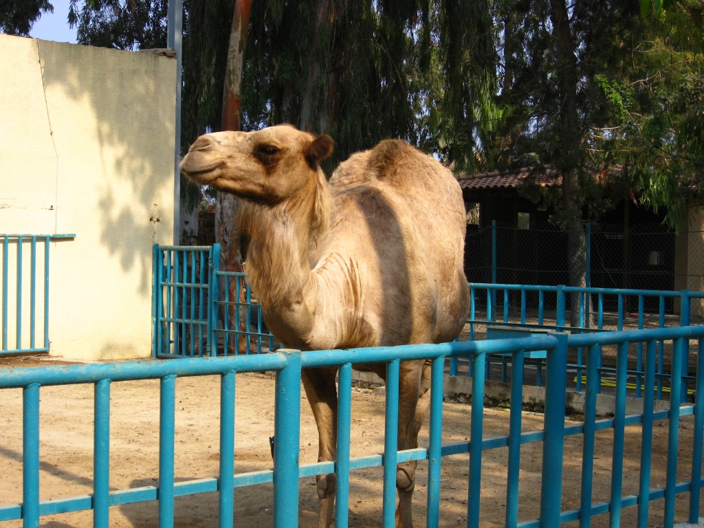 Фото из зоопарка Лимасола