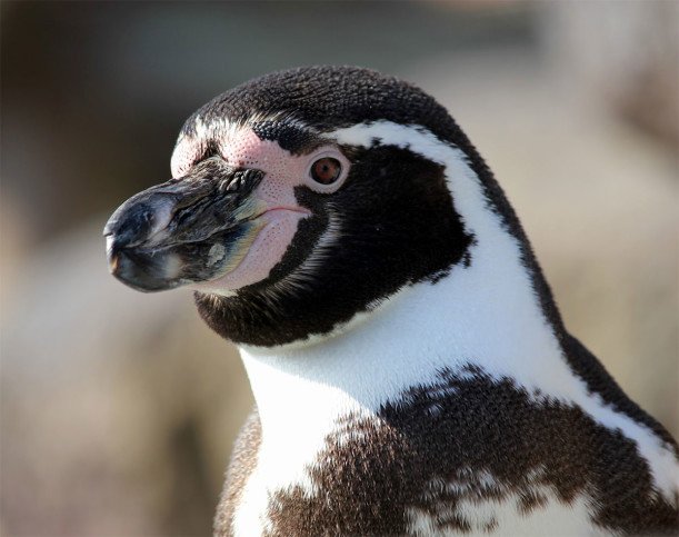 Фото пингвина из Ocean Aquarium Park в Протарасе