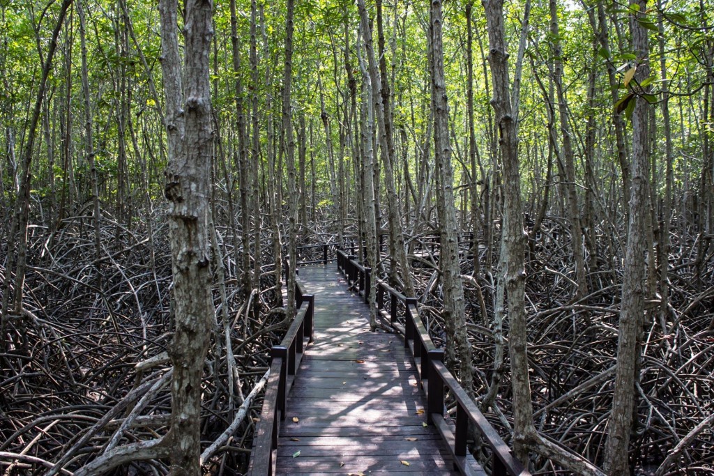 Фото мангровой рощи недалеко от Хуа Хина