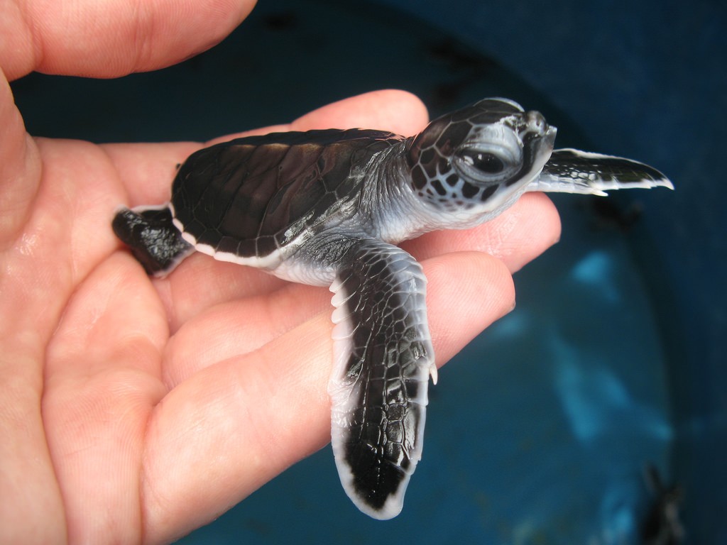 Фото черепашки в Центре по спасению морских черепах на Пенанге