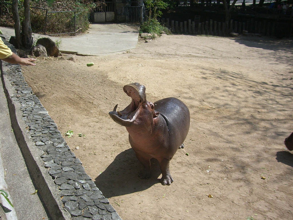 Фото зоопарка Кхао Кхео в Паттайе